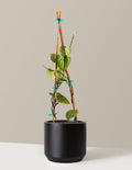 Black Pepper Plant
