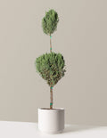 Blue Point Juniper Topiary Tree