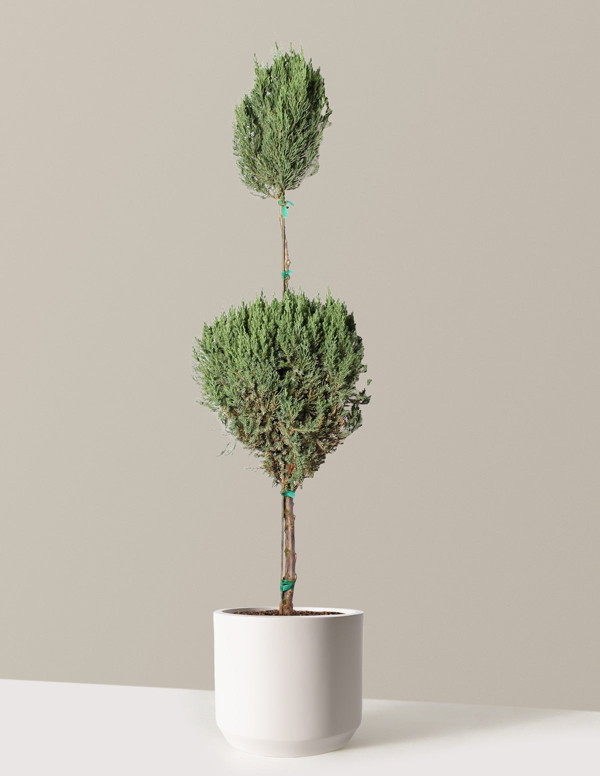 Blue Point Juniper Topiary Tree