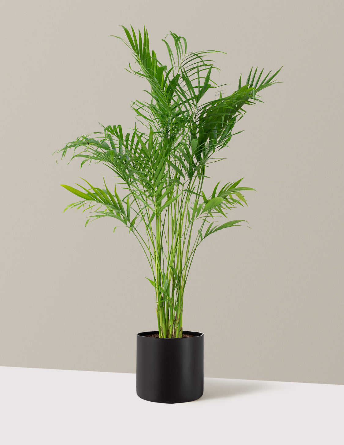 Large Cat Palm