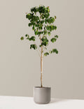 Cherokee Brave Pink Dogwood