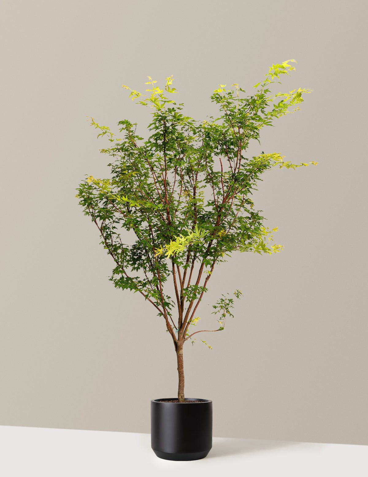 Coral Bark Japanese Maple Tree