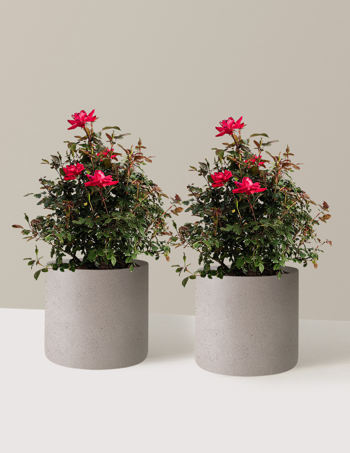 Double Knock Out® Rose