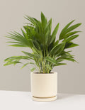 Fan Palm