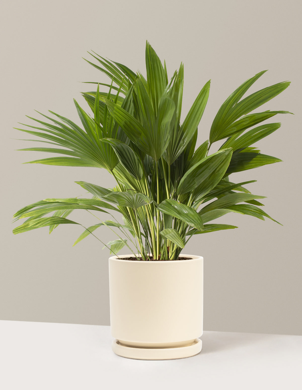 Fan Palm