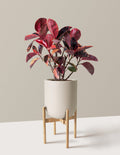 Ficus Ruby