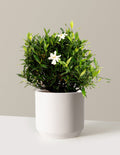 Frost Proof Gardenia