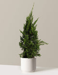 Hollywood Juniper Tree