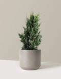 Moonglow Juniper Tree