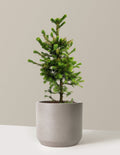Norway Spruce
