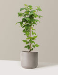 Nova Red Raspberry Plant