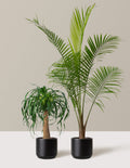 The Palm Bundle