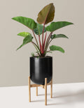 Large Philodendron Rojo Congo