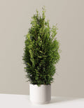 Private Jet™ Arborvitae