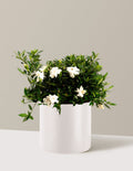 Radicans Gardenia