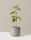 Sugar Apple Tree