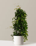 Tangerine Beauty Crossvine
