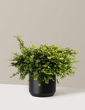 Thunderbolt® Box Honeysuckle