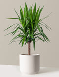 Yucca Plant Single Stem