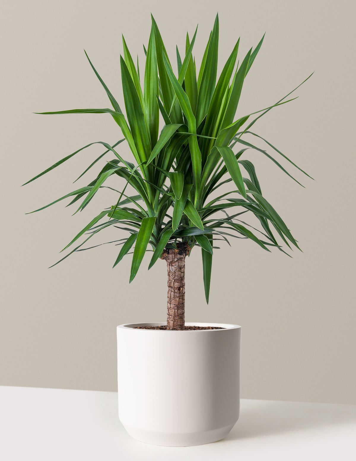 Yucca Plant Single Stem