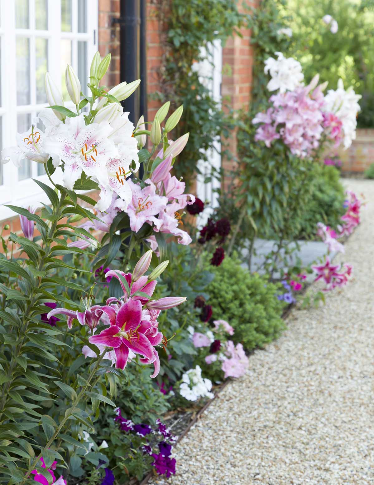 Oriental Lily Bulb Mix