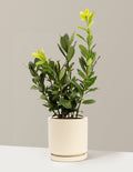 Bay Laurel