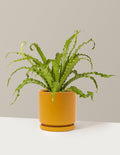 Bird's Nest Fern