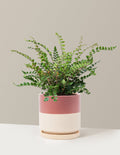 Button Fern