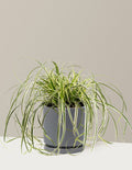 Carex Feather Falls™