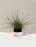 ColorGrass® Twister
