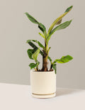 Dwarf Cavendish Banana Tree
