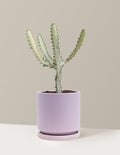 Euphorbia White Ghost