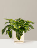 Green Patriot Hosta