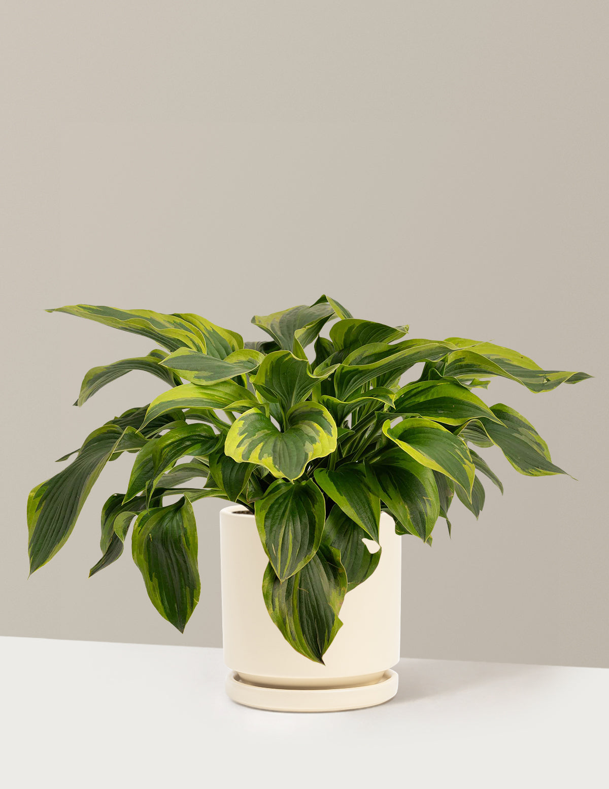 Green Patriot Hosta
