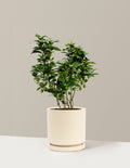Key Lime Bush