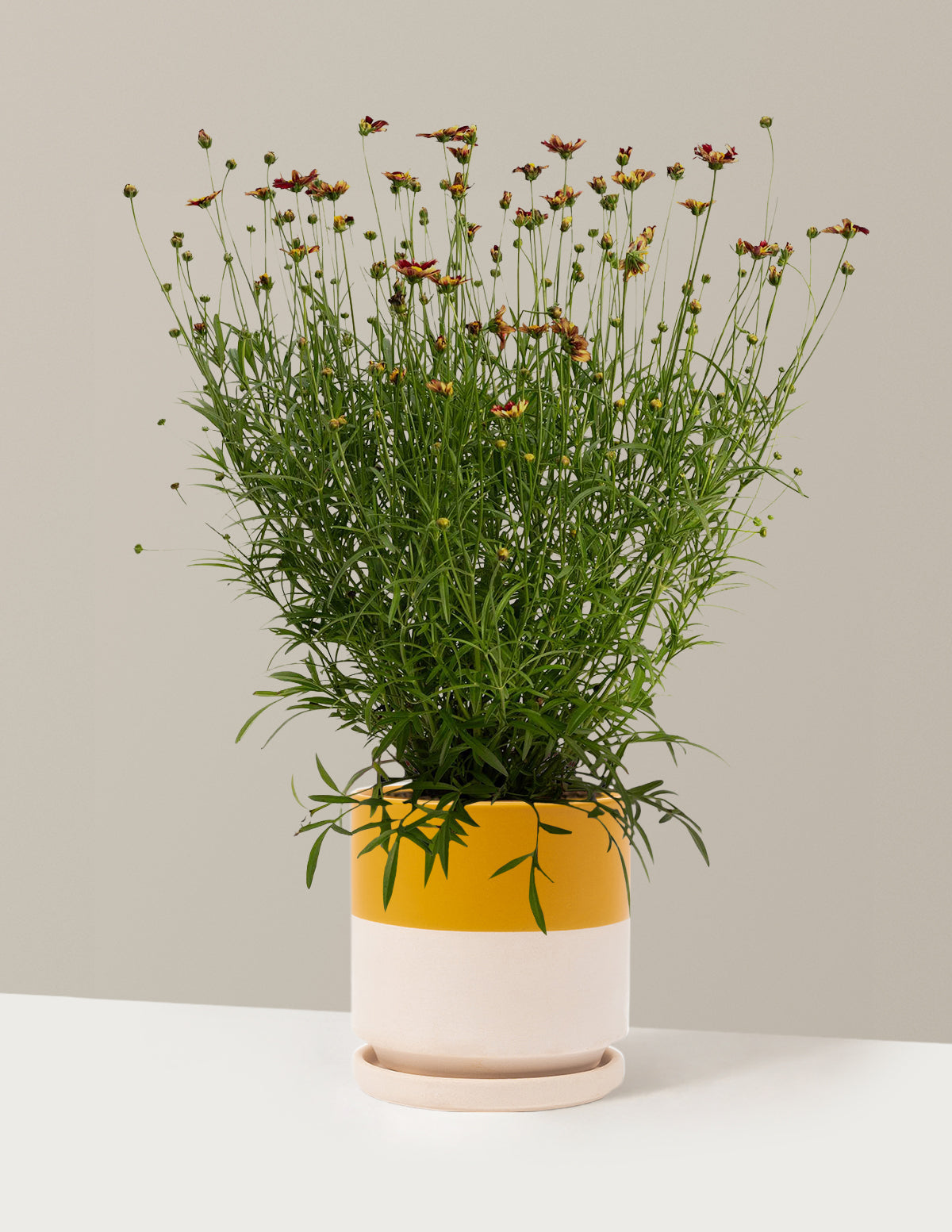 Li'l Bang™ Red Elf Coreopsis