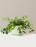 Lipstick Plant
