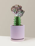 Mermaid Tail Cactus