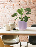 Monstera Deliciosa