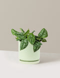 Philodendron Silver