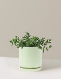 Pickle Plant