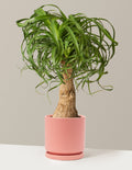Ponytail Palm