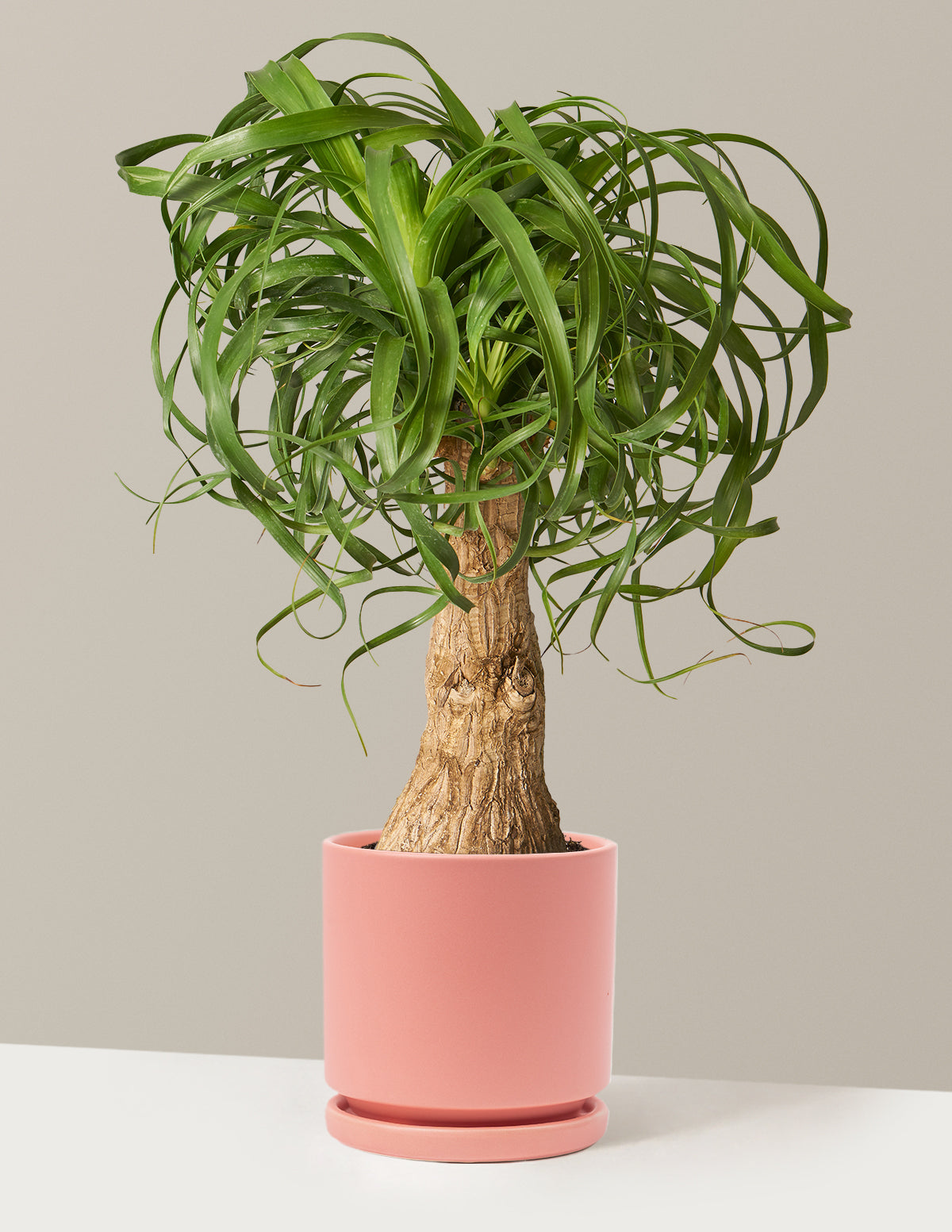Ponytail Palm