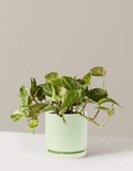 Pothos Marble Queen