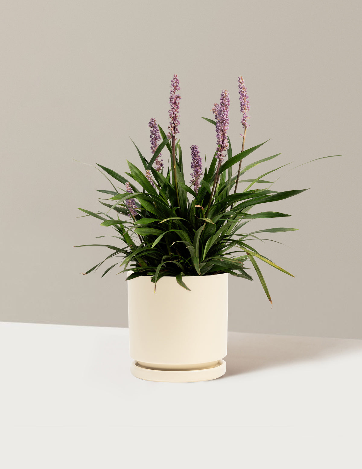 Purple Explosion™ Lilyturf