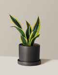 Snake Plant Black Gold