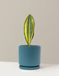 Variegated Whale Fin Snake Plant