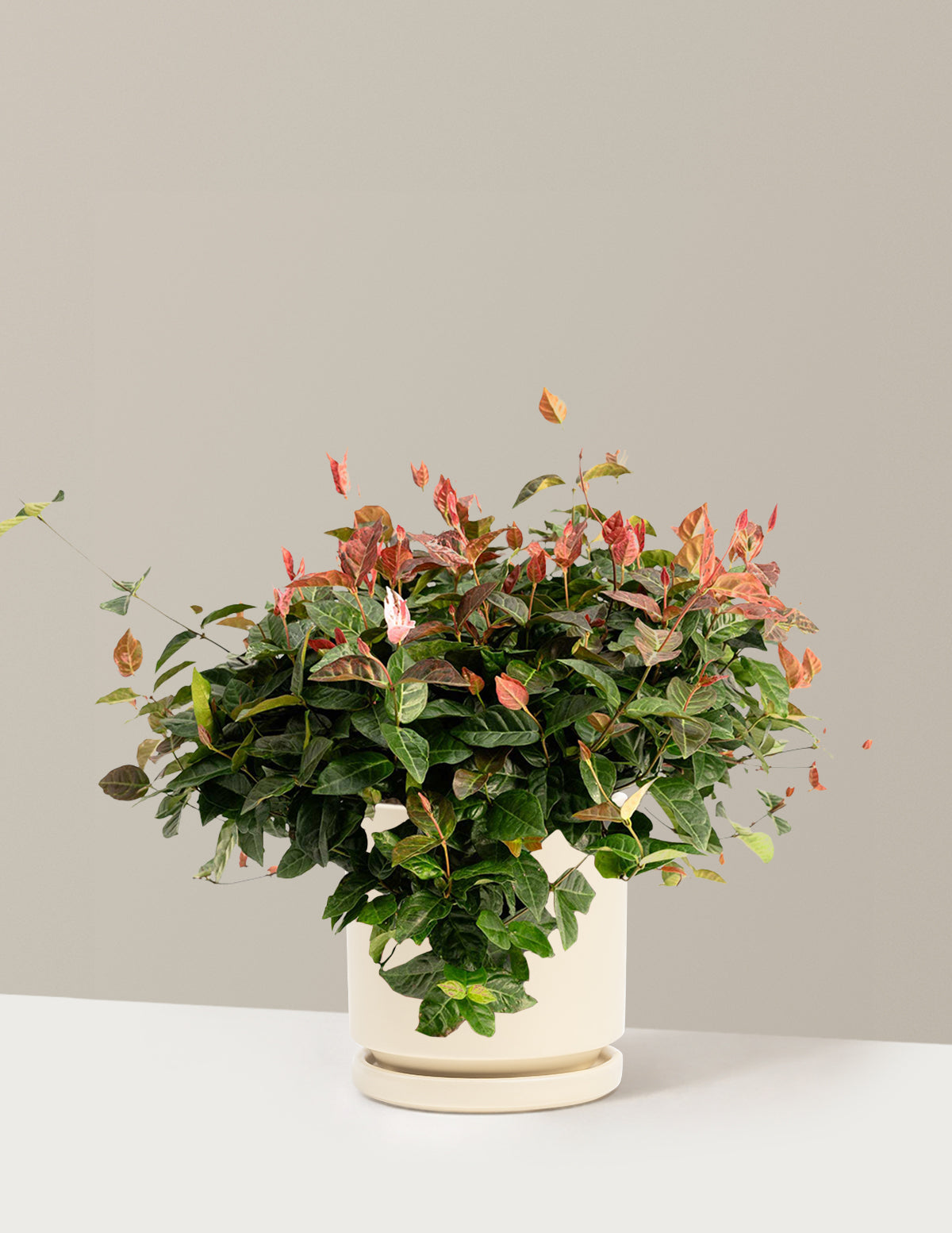 Snow-N-Summer™ Asiatic Jasmine