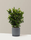 Wintergreen Boxwood