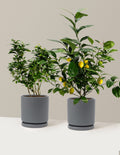 Citrus Lovers Bundle